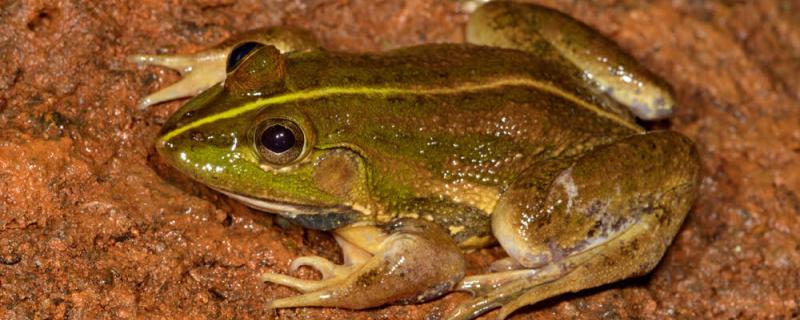 Karaavali Skittering Frog, Photo: KS Seshadri