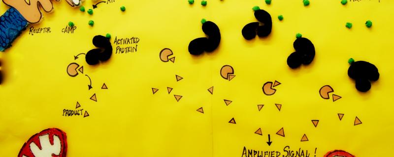 Signalling casacade in an eukaryotic cell