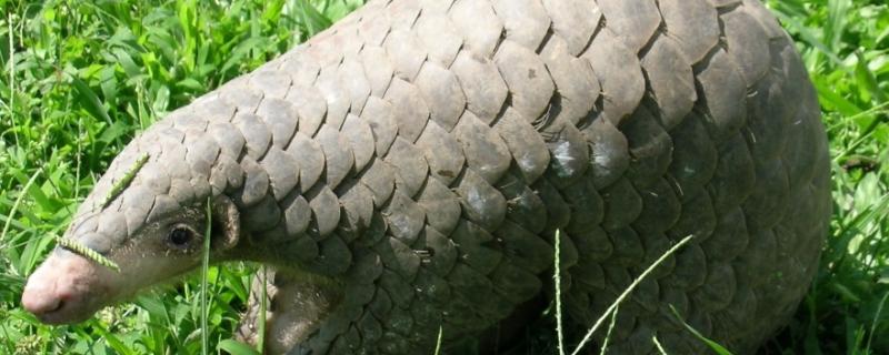 Photo: Manis pentadactyla by U.S. Fish and Wildlife Service Headquarters CC BY-SA 2.0