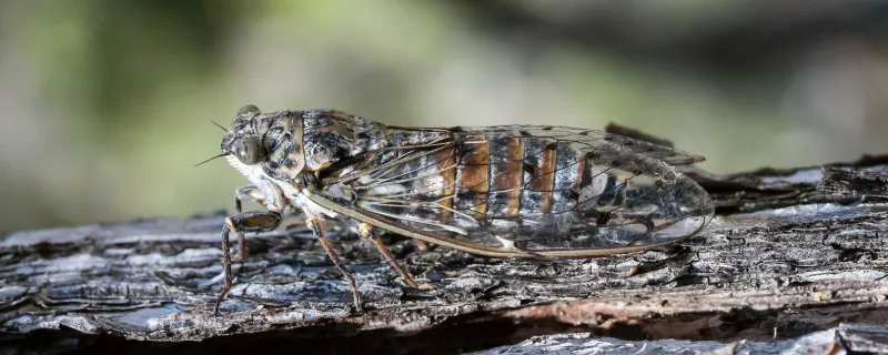The Dawn Chorus: How Cicadas Make a Collective Decision to Sing