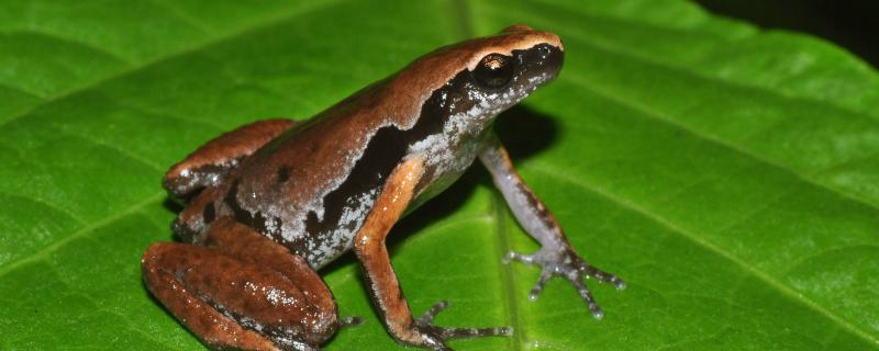 বৰষা ঋতুৰ লগত লুকাভাকু খেলা উত্তৰ পূৰ্বাঞ্চলৰ পৰা নতুনকৈ আৱিস্কৃত ভেকুলীৰ প্ৰজাতিটো