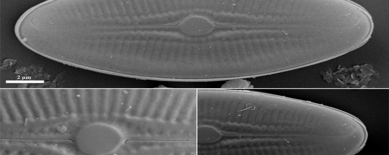 Tiny but mighty: Newly-discovered diatom from Meghalaya’s cave puts the spotlight on these algae
