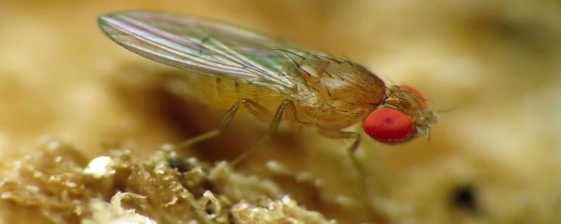 Studying fruit flies: A sneak peek into their lives in the lab