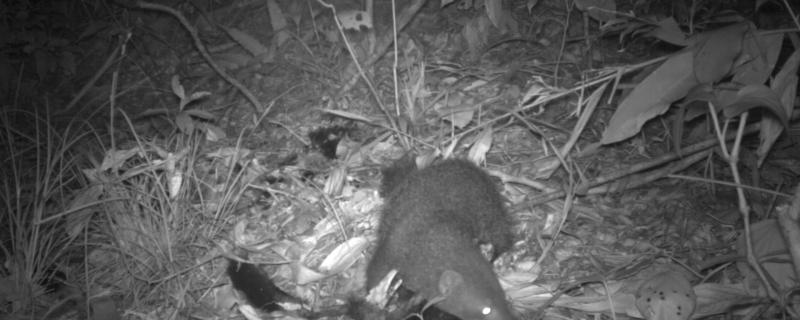 Driven by curiosity, a study provides a peep into how Brown mongooses feed
