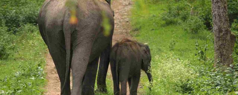 Uncovering the gentle giants: The difference in the personalities of male and female Asian elephants