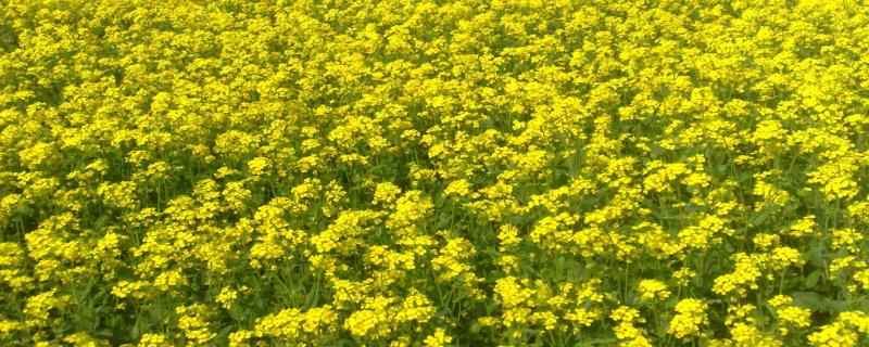 Chickpea’s trick can help mustard fight fungi