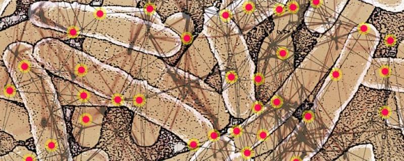 Mathematics answers the biological question of which proteins participate in the mutation of bacteria