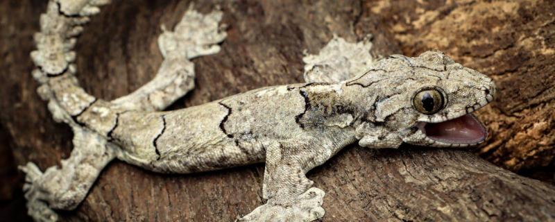 New species of flying gecko discovered in Mizoram