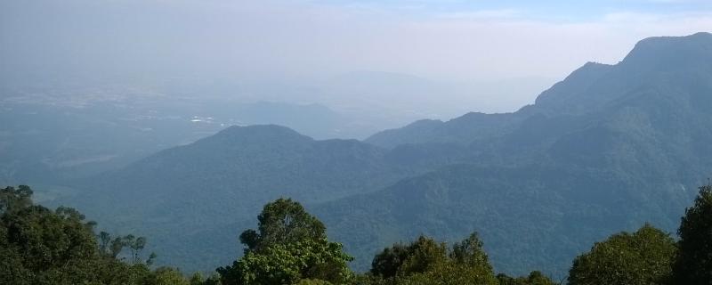 Fostered by frost for years, shola grasslands now threatened by invasive plants and the warming climate