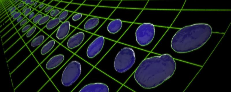 When mechanics comes to the rescue of biology