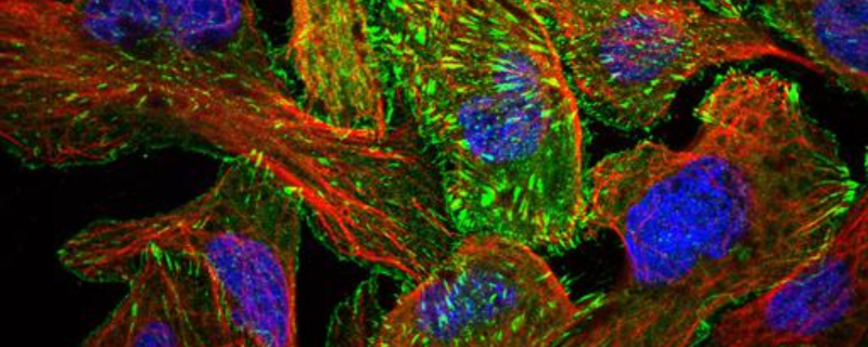 Proteins on the cell membrane 