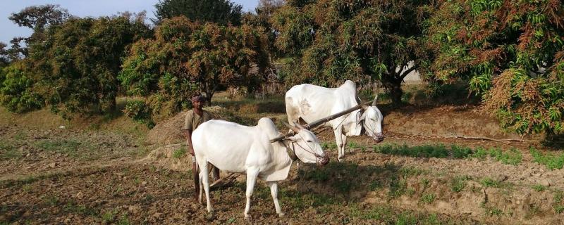 IIT Kanpur researchers develop a cost-effective, natural bio-fertiliser