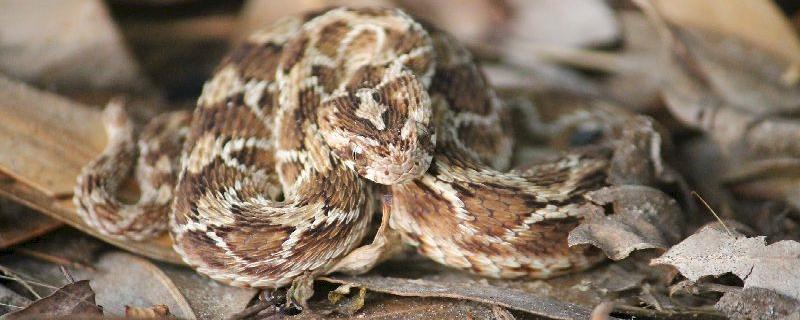 With a variety in venoms, can one anti-venom be a panacea for all snakebites?
