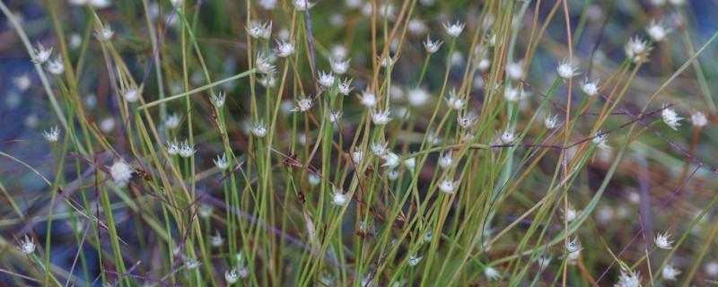 Scientists investigate the taxonomy and evolution of pipeworts