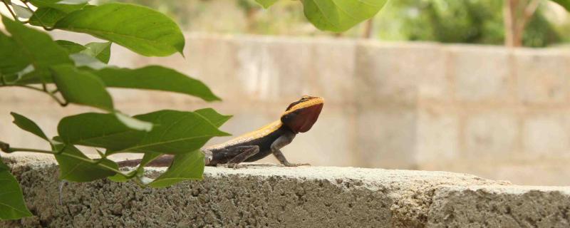 ಚುರುಕಾದ ನಗರವಾಸಿ ಹಲ್ಲಿಗಳು!