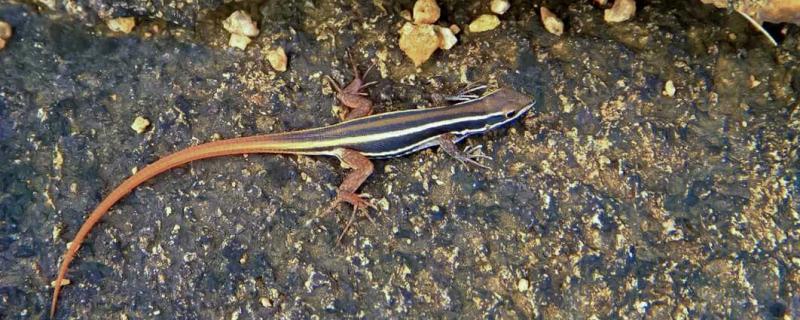 छायाचित्र क्रेडिट : विघ्नेश कामत