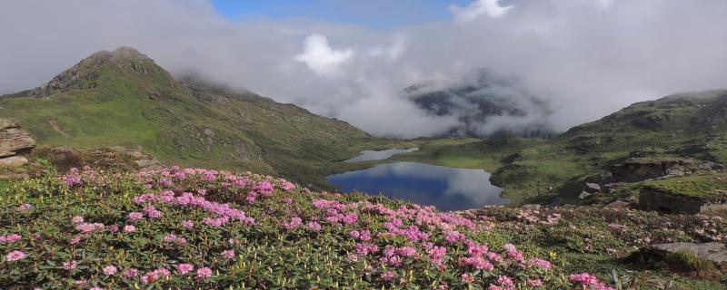 ಎತ್ತರಕ್ಕೆ ತಕ್ಕಂತೆ ಚಿಕ್ಕದಾಗುವ ಹೂವುಗಳು; ಪರಾಗಸ್ಪರ್ಶಕಗಳಿಗೆ ತಕ್ಕಂತೆ ಕೇಂದ್ರೀಕೃತವಾಗುವ ಮಕರಂದ