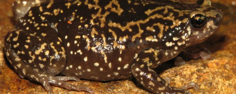 Photo : Uperodon variegatus by Seshadri K S