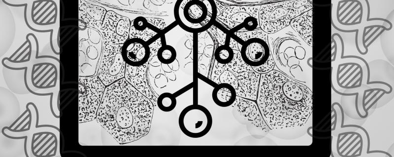 A Novel Approach to Tracking Cellular Ancestry, Computationally