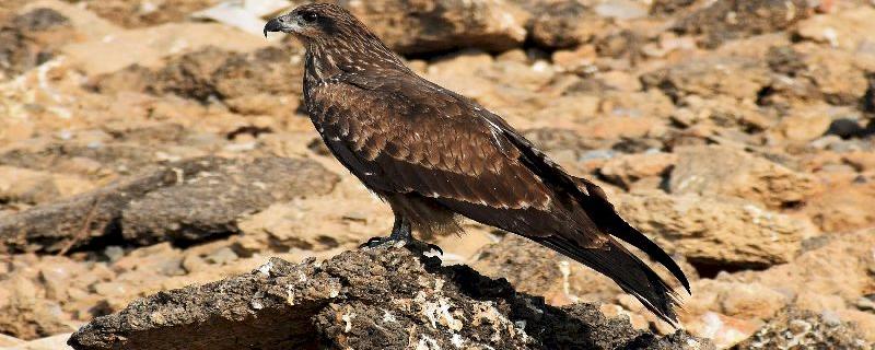 Every year, these raptors hovering Delhi’s landfills migrate across the Himalayas to Central Asia