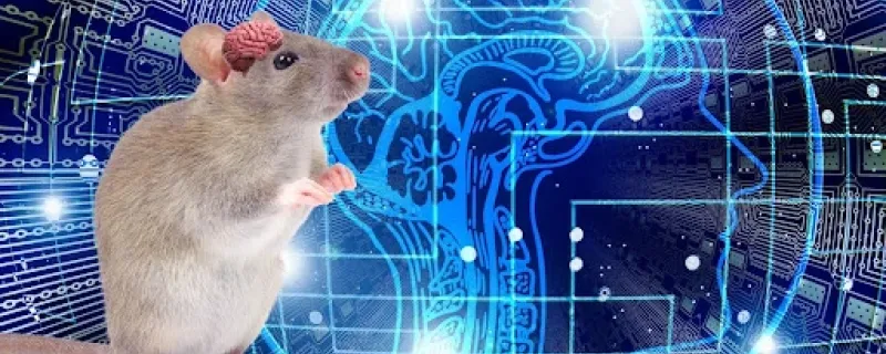 Can studying rodents reveal insight into the human brain? New study suggests it could.