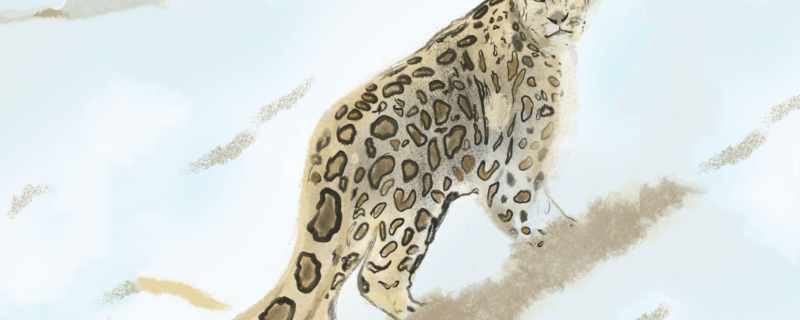 Snow leopards on rugged terrains of conservation