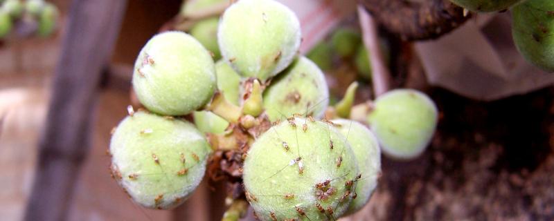 Photo : Dr. Mahua Ghara