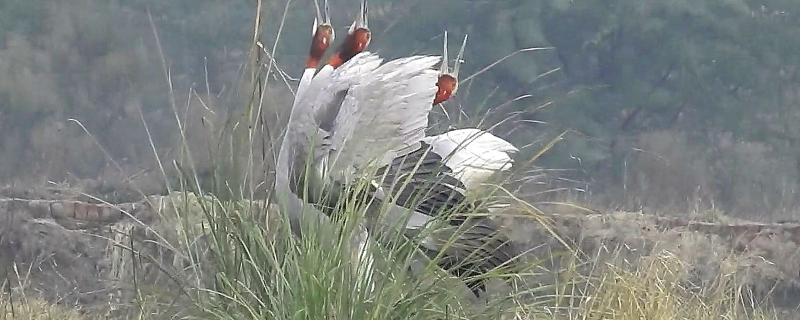 Trios–A novel social unit in Sarus Cranes