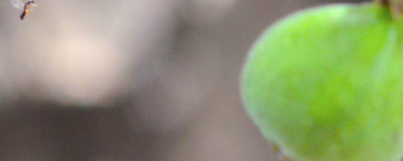 Photo : Anusha LK Kumble