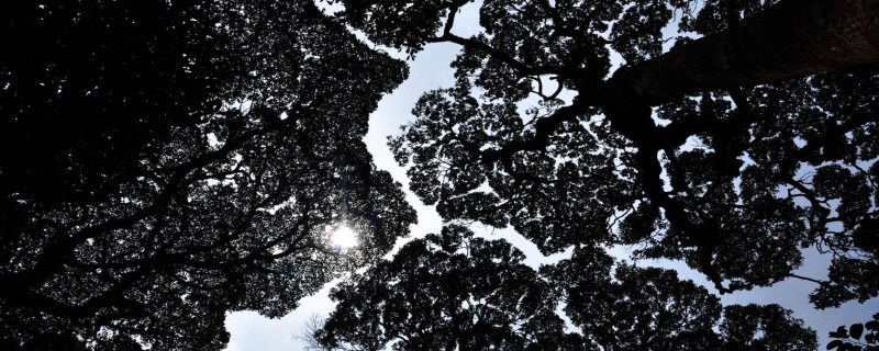 A view of the forest canopy - Photo: KS Seshadri 