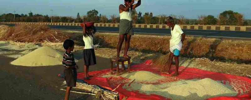 भारत में तापमान बढ़ने से फसल उत्पादन के लिए खतरा हो सकती है।