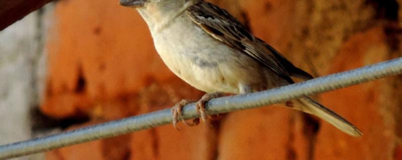 Among dwindling numbers, some bright spots for India’s birds