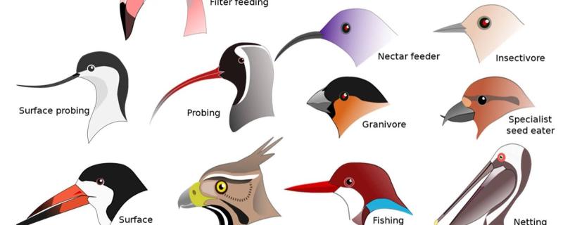 पक्ष्यांच्या चोचीचा आकार त्यांच्या अन्न प्रकारानुसार बदलतो (श्रेय: एल. श्यामल)
