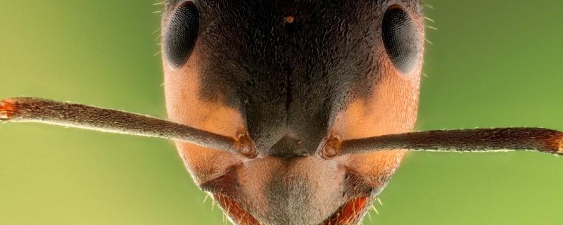 பருக்கைகளின் சுவடுகள் : மேற்குத் தொடர்ச்சி மலையின் எறும்பினங்கள் ஒரு பார்வை