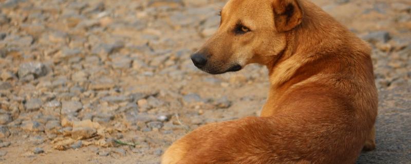 Study explores how free-ranging dogs forage food 