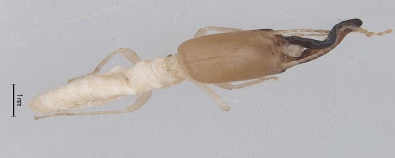 ಕೇರಳದ ಪಶ್ಚಿಮ ಘಟ್ಟಗಳ ಕಾಡುಗಳಿಂದ ಗೆದ್ದಲುಗಳ ಎರಡು ಹೊಸ ಪ್ರಭೇದಗಳು ಪತ್ತೆ