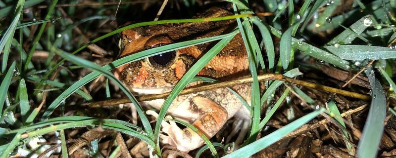A new burrowing frog discovered in Bengaluru could tell a lot about unexplored cityscapes