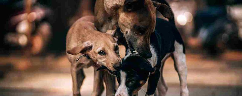 Could oral vaccines be the answer to India’s rabies problem?