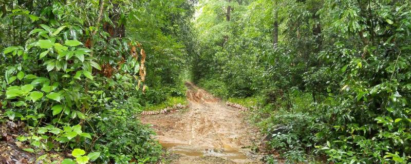 ಸ್ವಾಭಾವಿಕ ಕಾಡುಗಳು ಅಥವಾ ಒಂದೇ ಜಾತಿಯ ಗಿಡಗಳ ಮಾನವ ನಿರ್ಮಿತ ಕಾಡುಗಳು: ವಾಯುಗುಣ ಬದಲಾವಣೆಯನ್ನು ನಿಭಾಯಿಸುವಲ್ಲಿ ಯಾವುದು ಉತ್ತಮ?