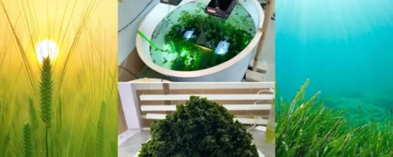 Cultivating the Sea: How Ulva, a Green Seaweed, Offers a Land-Saving Food Revolution