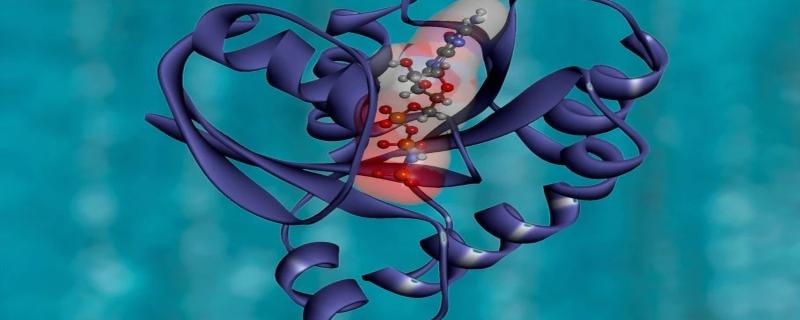 Understanding the regimented design of the human proteome