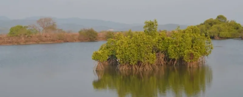 Study of India's Mangroves Facing Climate Change Reveals Stark East-West Divide