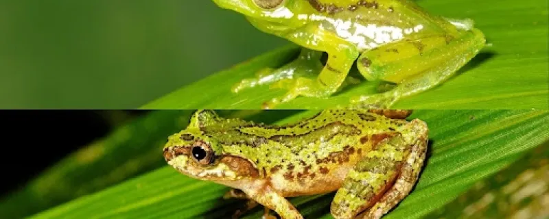 A new member of India's frog diversity with green blood and turquoise bones