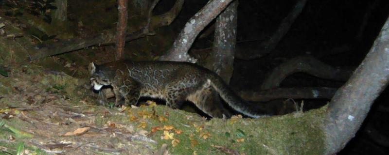 ছবি: এছিয়াৰ সোণালী মেকুৰীৰ এক প্ৰকাৰ, উৎস: চাহিল নিঝাৱান/পেন্থেৰা/এ পি এফ ডি