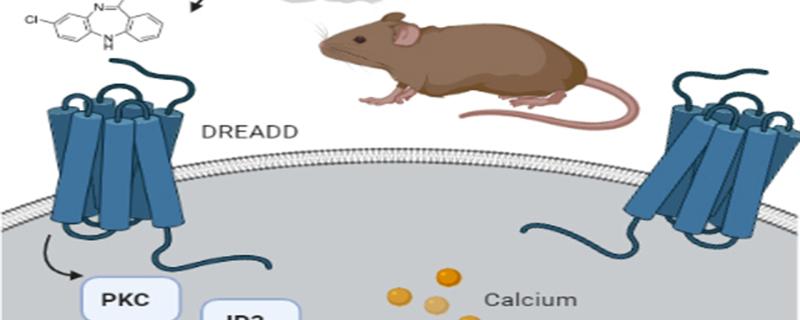 Study cautions about the use of designer receptors to control the brain