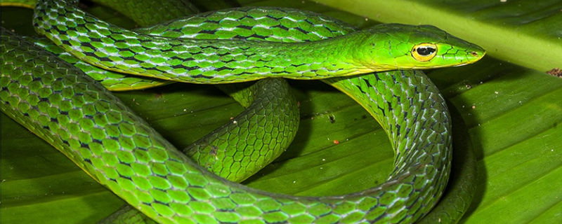 ப்ரோஅஹேடுல்லா அன்டிகுவா - மேற்குத்தொடர்ச்சி மலைகளில் பல லட்சமாண்டுகள் வரலாற்றுடன் உலவும் பச்சைப்பாம்பினம்! 