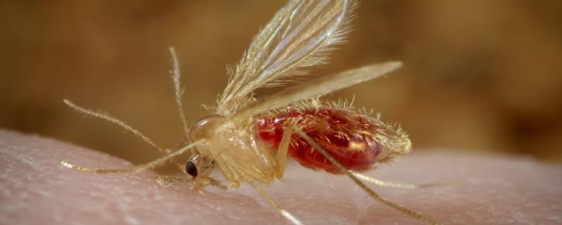 “Not just a fever”—What is hampering the elimination of kala-azar in India?