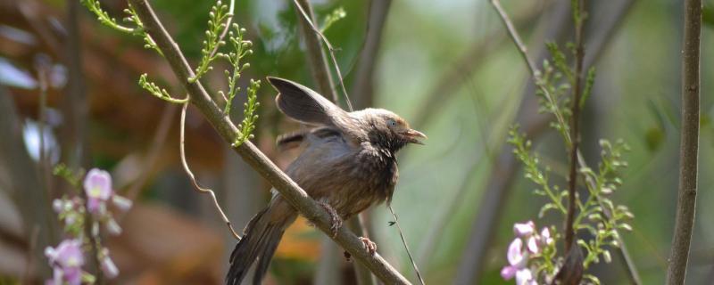 ಪಕ್ಷಿ ವೀಕ್ಷಣೆ - ಒಂದು ಹಬ್ಬ! ಬನ್ನಿ, ಆಚರಿಸೋಣ!