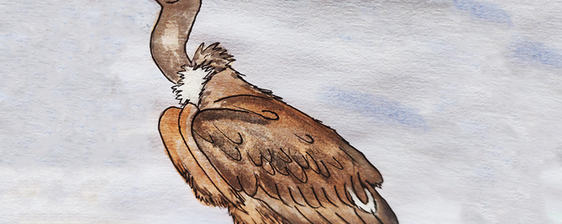 ಪಶ್ಚಿಮ ಘಟ್ಟಗಳಲ್ಲಿನ ಶ್ವೇತ-ಪೃಷ್ಠ ರಣಹದ್ದುಗಳ ನಿಗೂಢ  ಜೀವನ - ಒಂದು ಅಧ್ಯಯನ